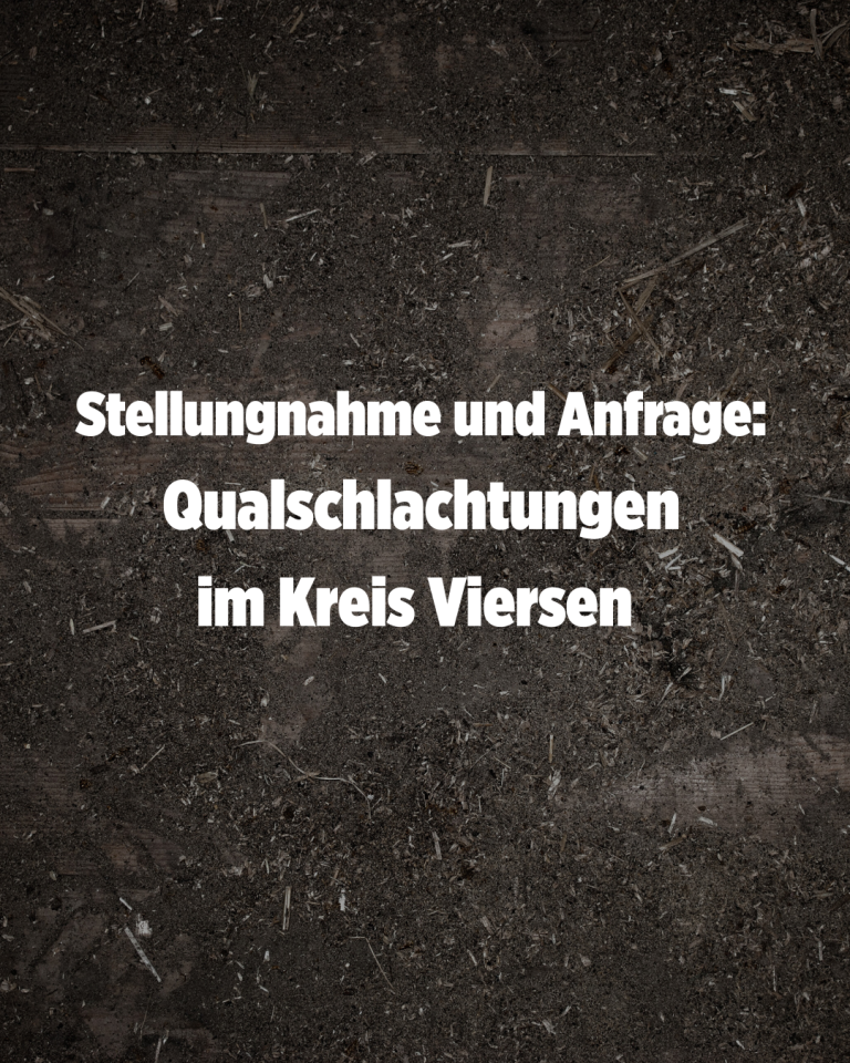 Qualschlachtungen im Kreis Viersen